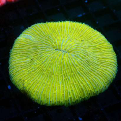 JC Lime Green Plate