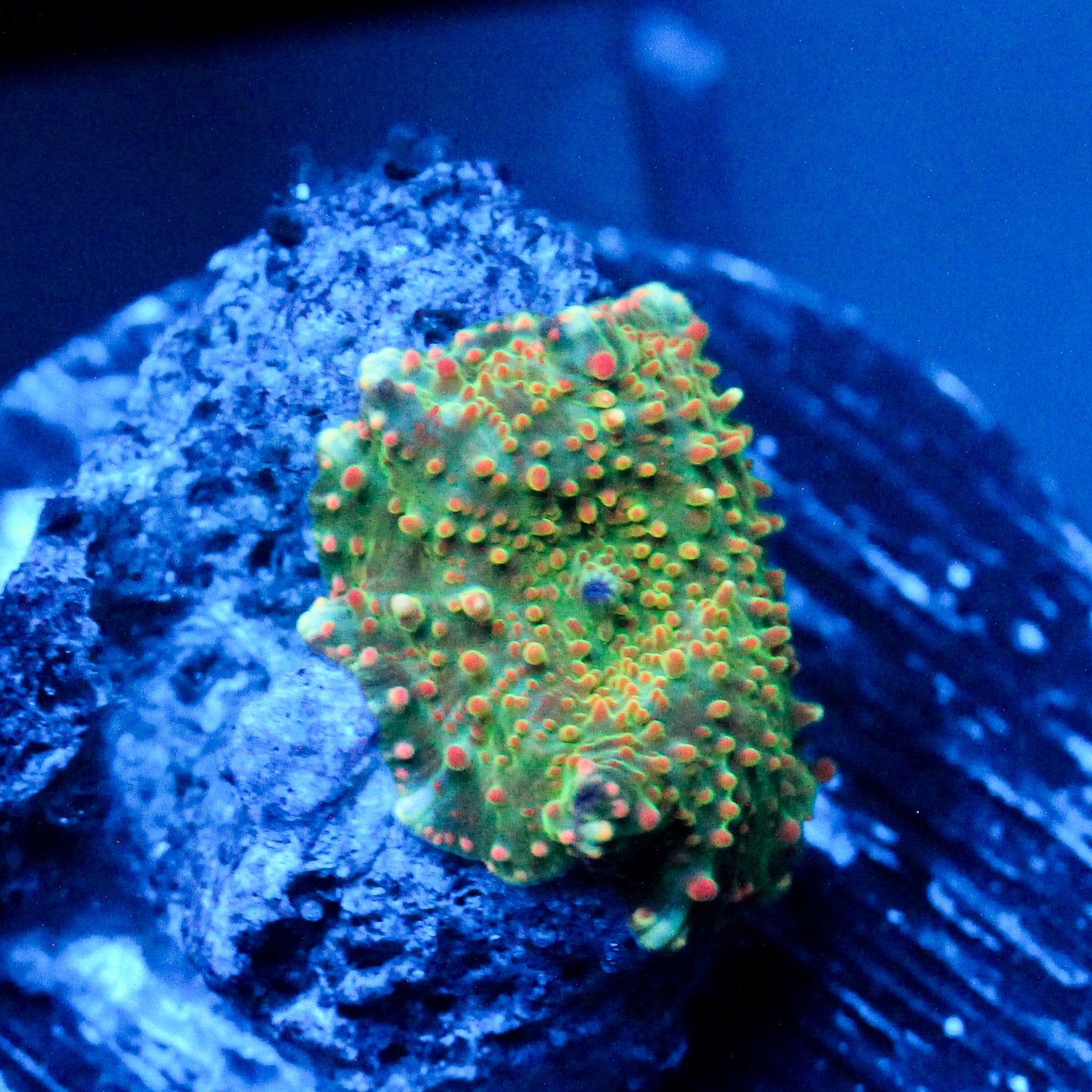 JC Stella Discosoma