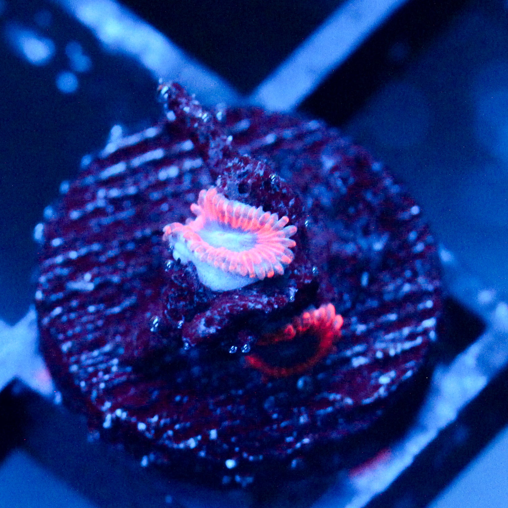 JC Typhloshion Zoanthid