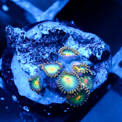 JC Saturn Zoanthid