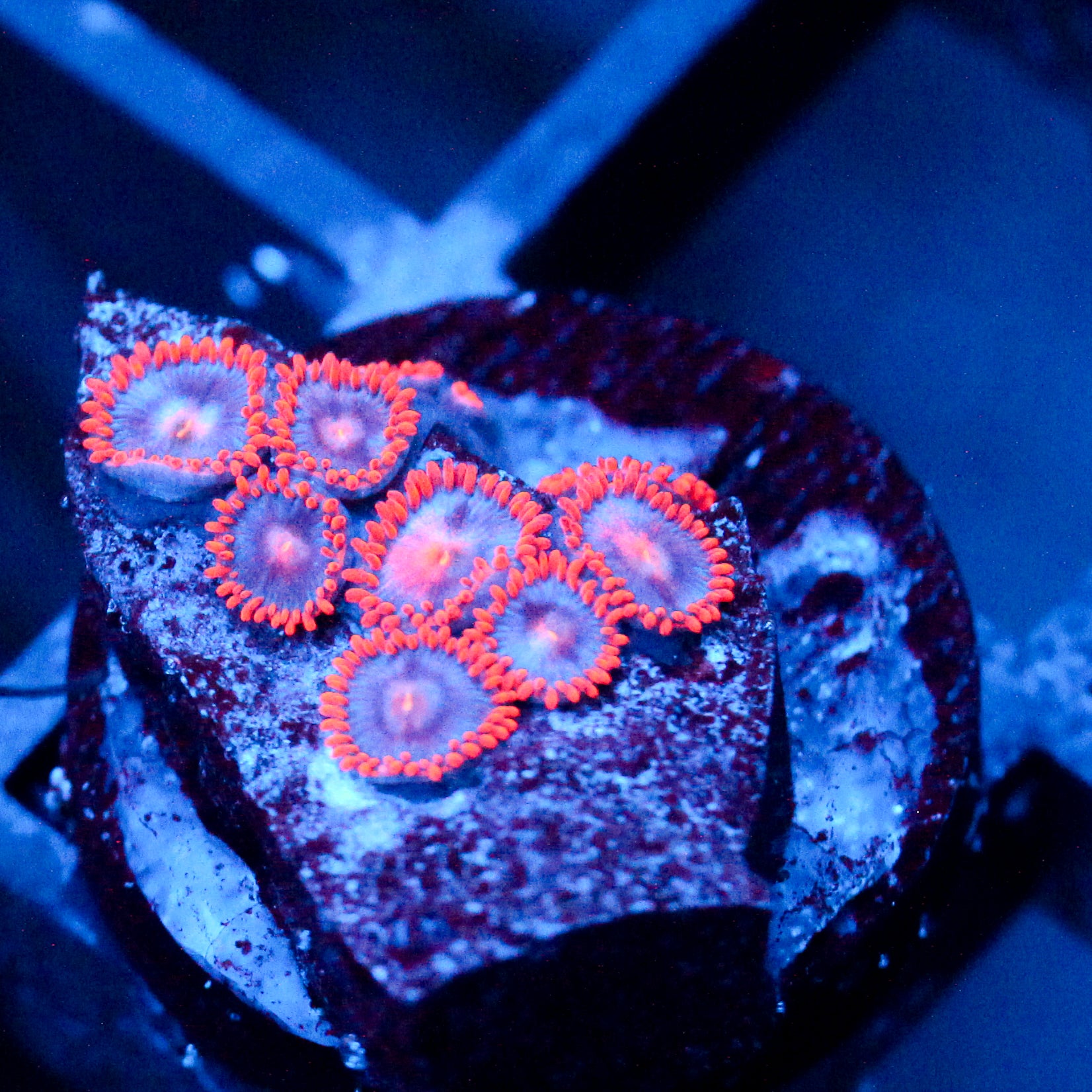 JC Heatwave Zoanthid