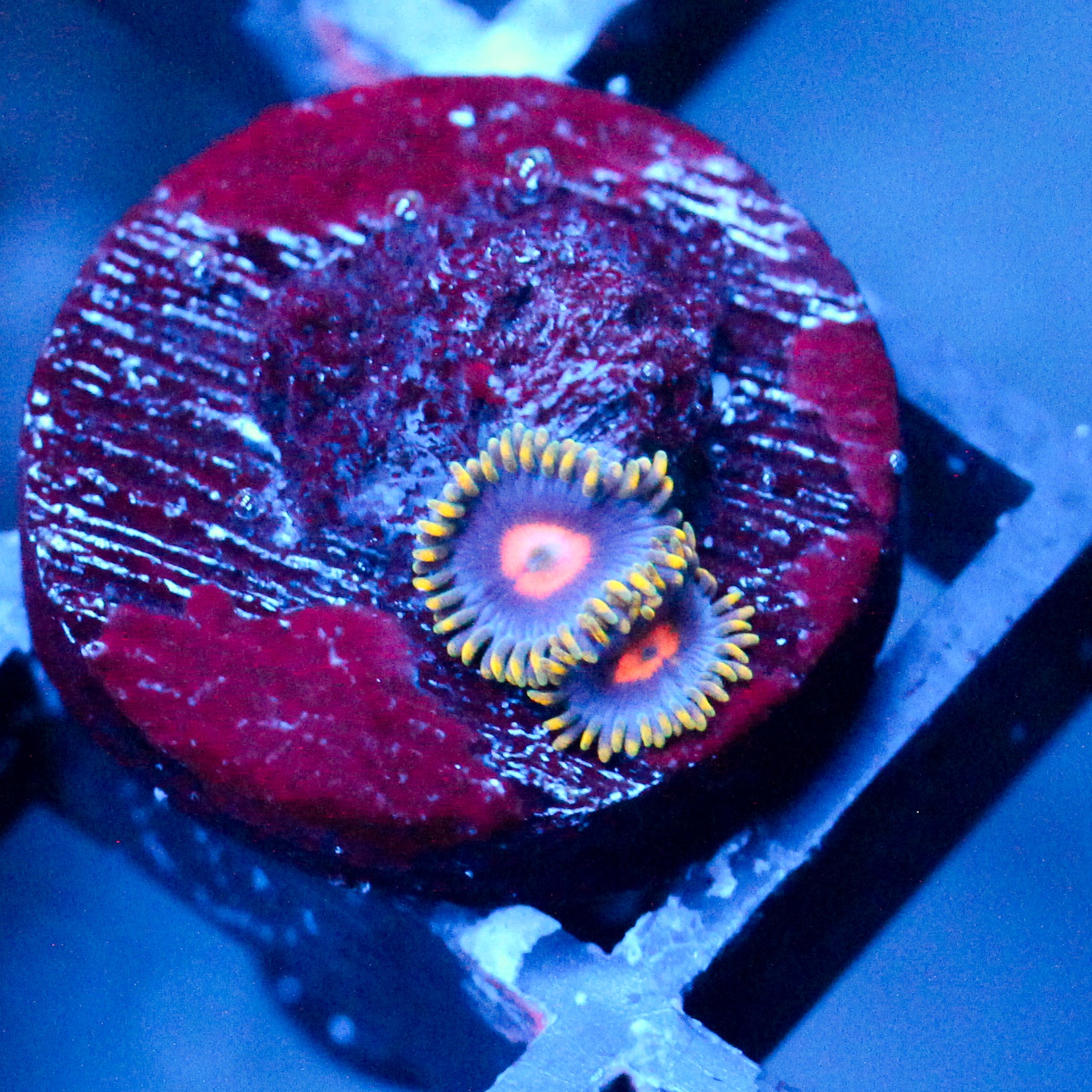 JC Gold Burn Zoanthid