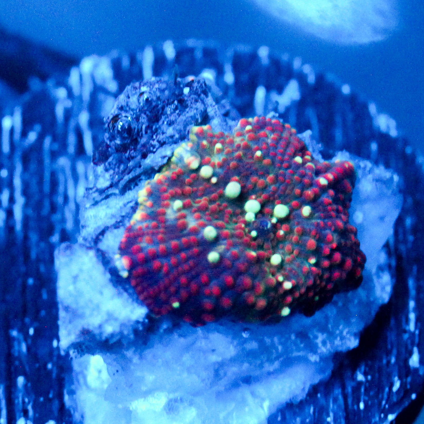 JC Stardance Discosoma