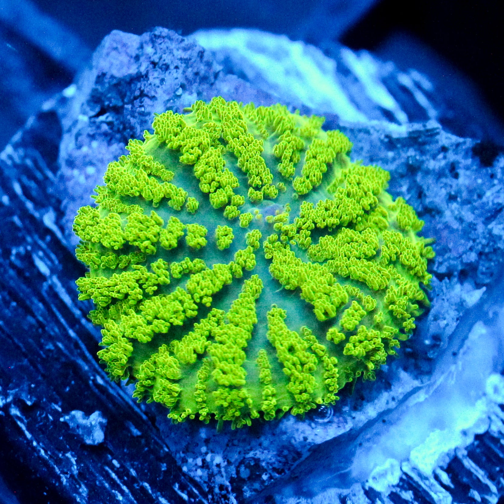 JC Neon Green Rhodactis