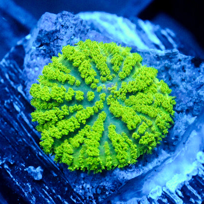JC Neon Green Rhodactis
