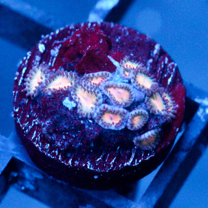 JC Peach Bellini Zoanthid