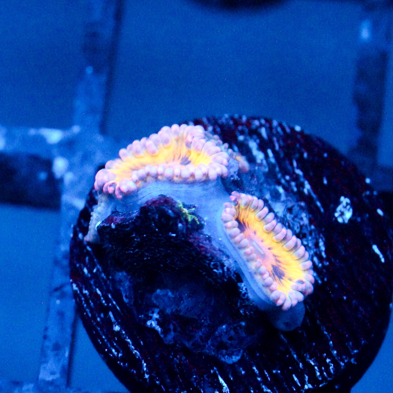 JC Pink Seam Zoanthid