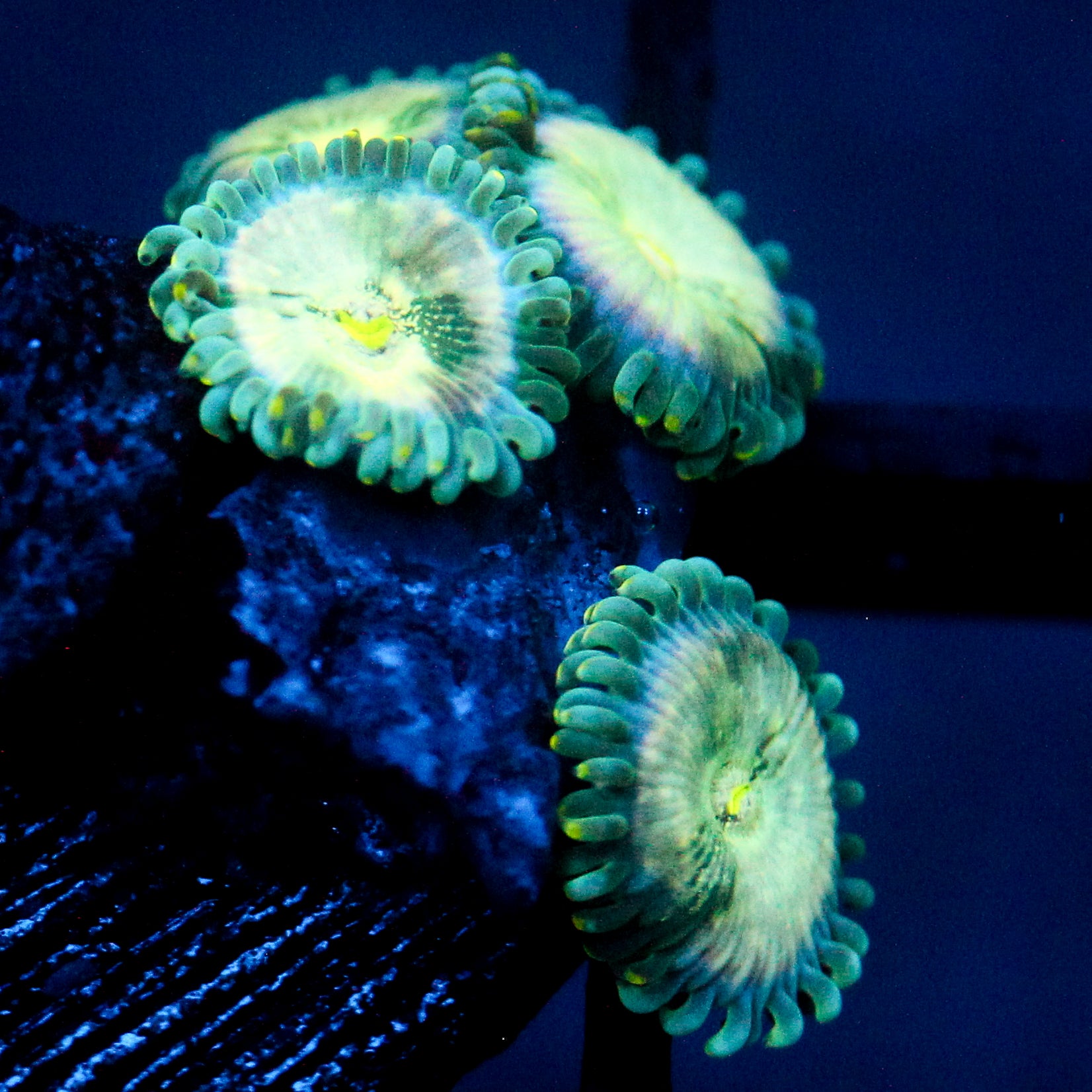 JC Hawaiian Ding Dang Zoanthid