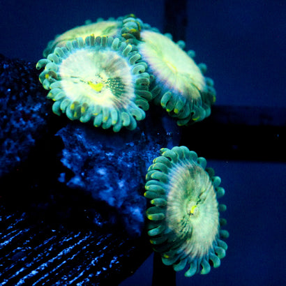 JC Hawaiian Ding Dang Zoanthid