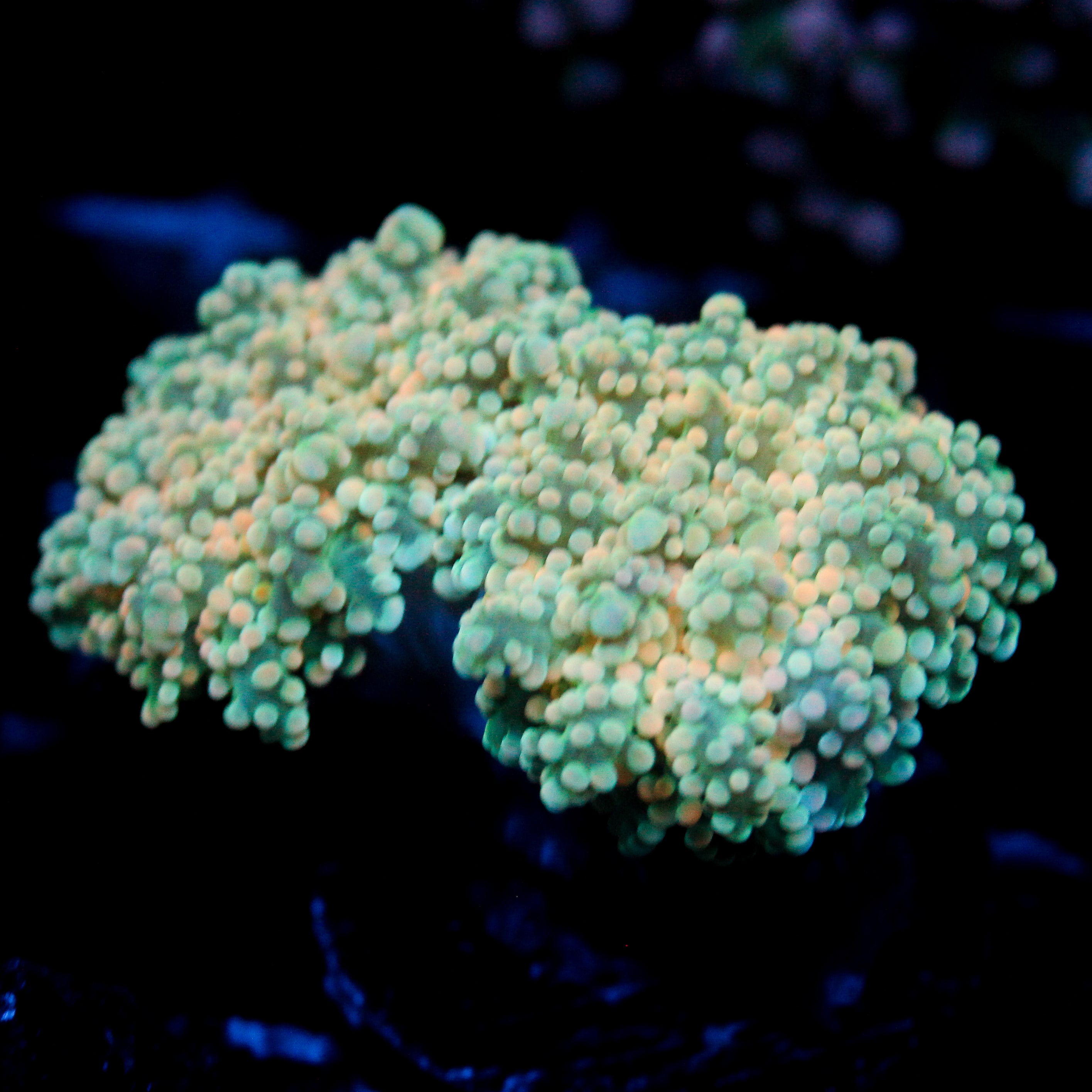 JC Orange Cream Octo