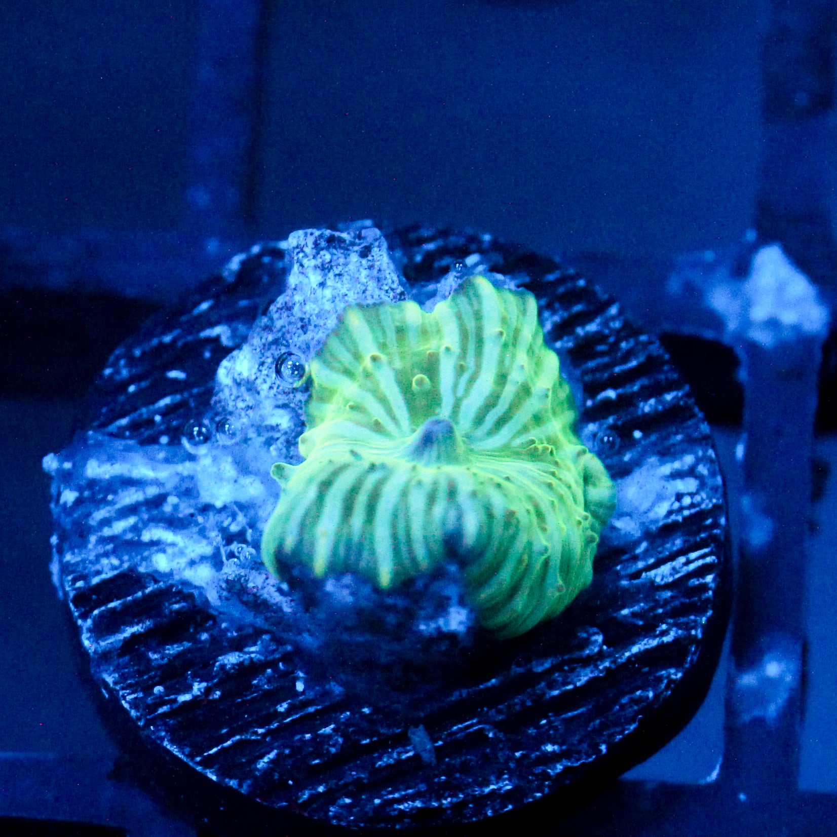 JC Water Melon Rind Discosoma