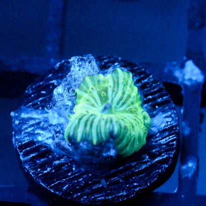 JC Water Melon Rind Discosoma