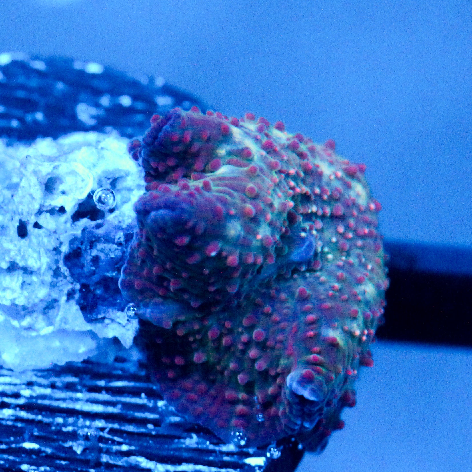 JC Stardance Discosoma