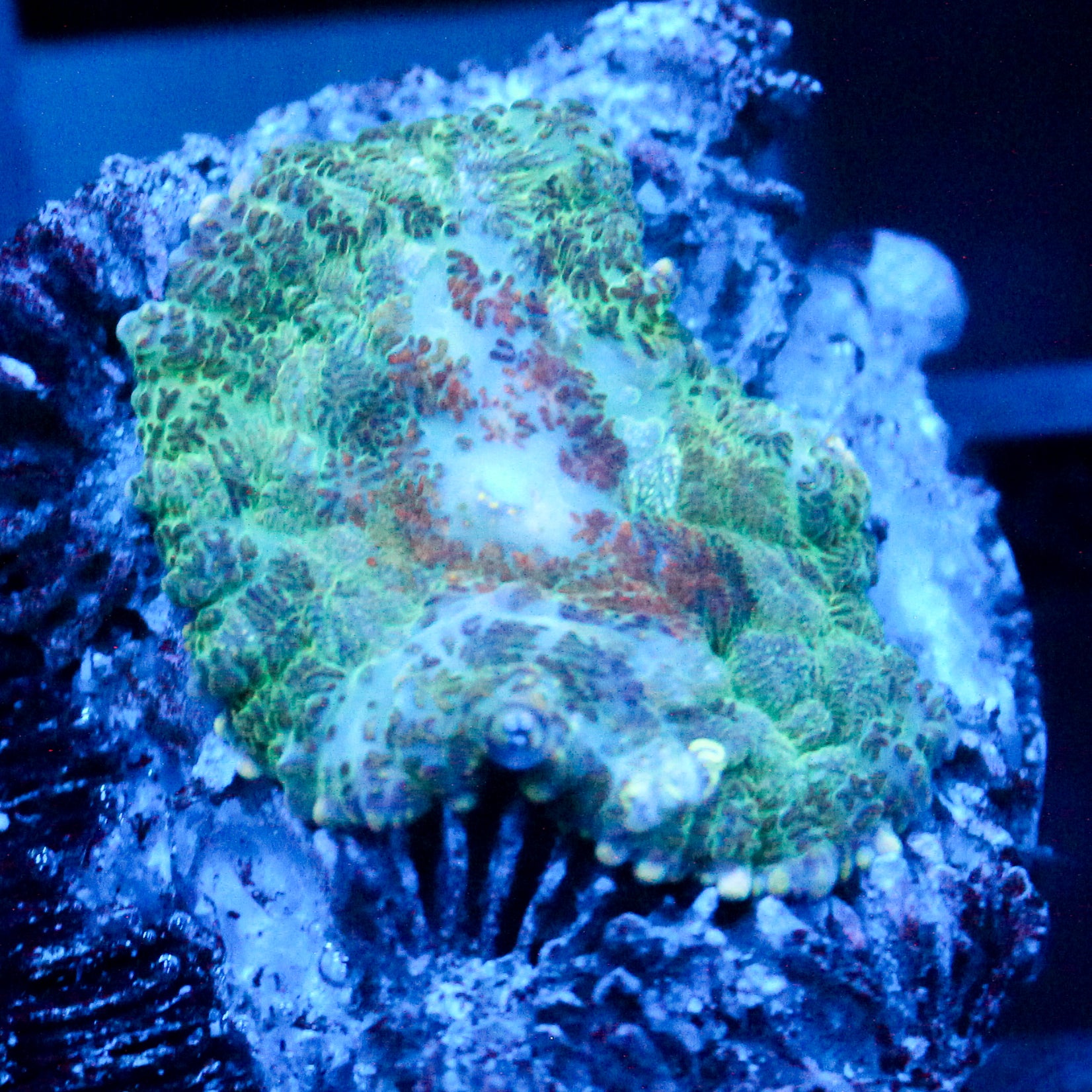 JC Gold Gobbler Rhodactis