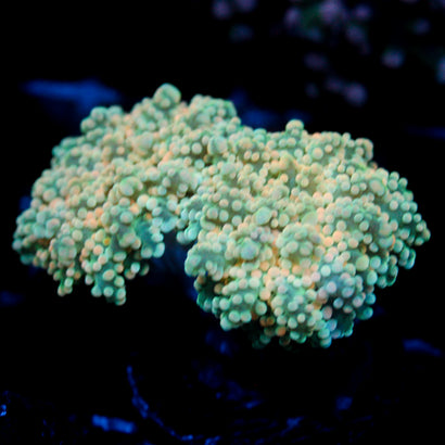 JC Orange Cream Octo