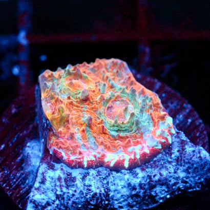 JC Citrus Dream chalice