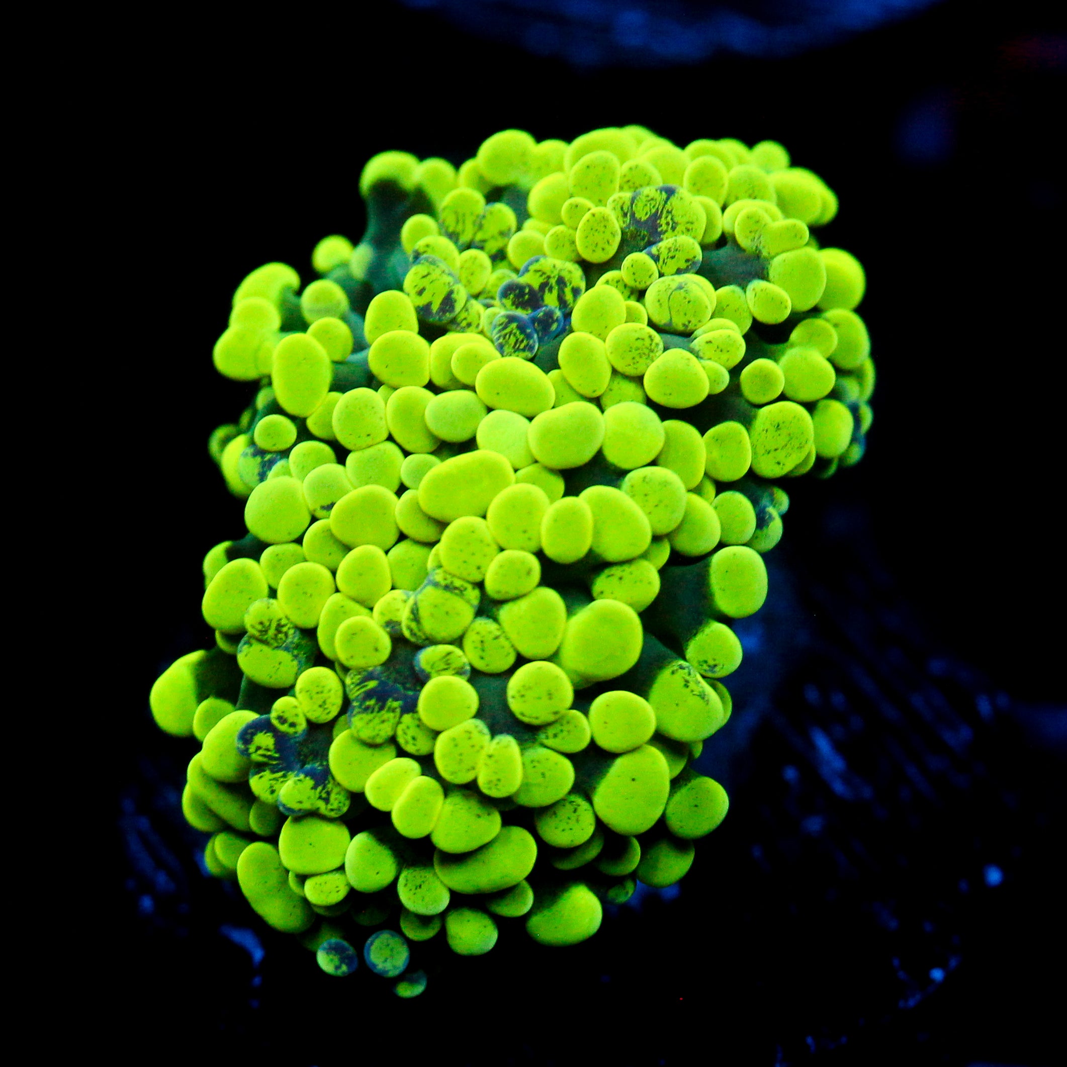 JC Neon Green Splatter Hammer