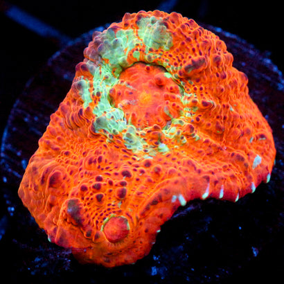 JC Orange you glad I didn't say Orange? Chalice