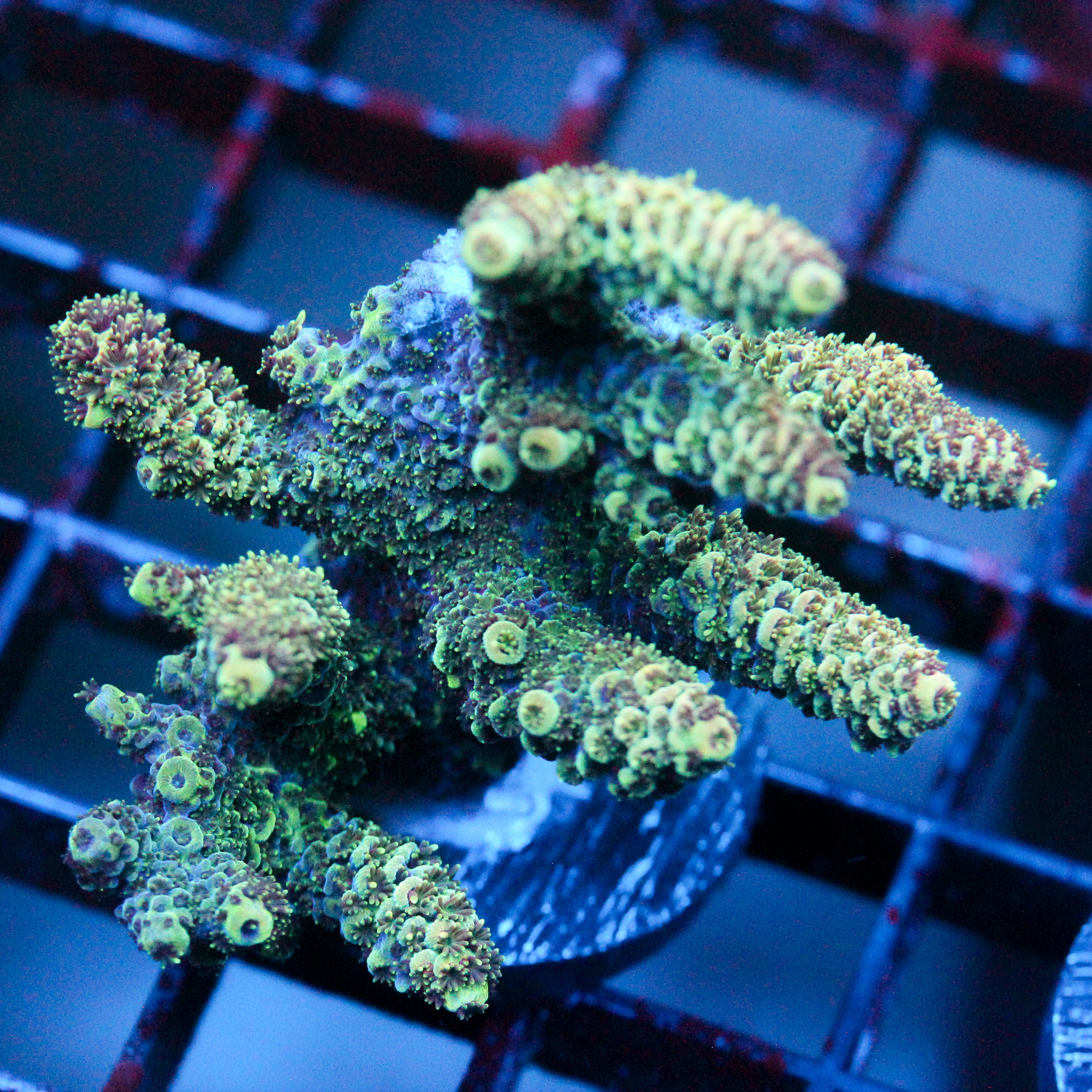 JC Seasons Greetings