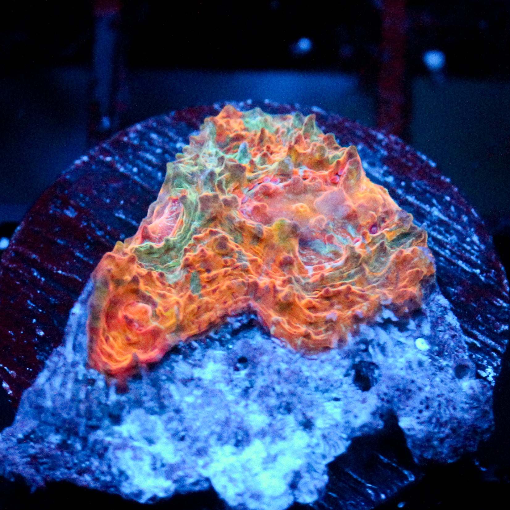 JC Orange Tide Chalice