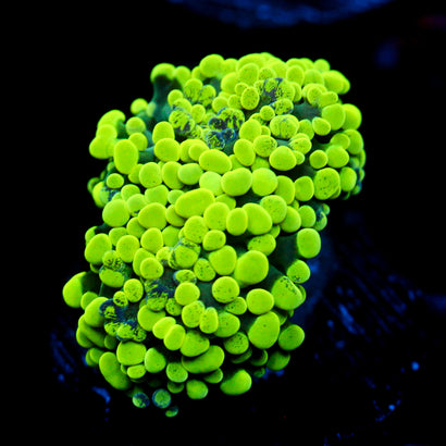 JC Neon Green Splatter Hammer