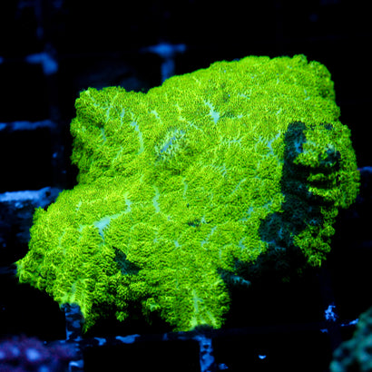 JC Kryptonite Rhodactis