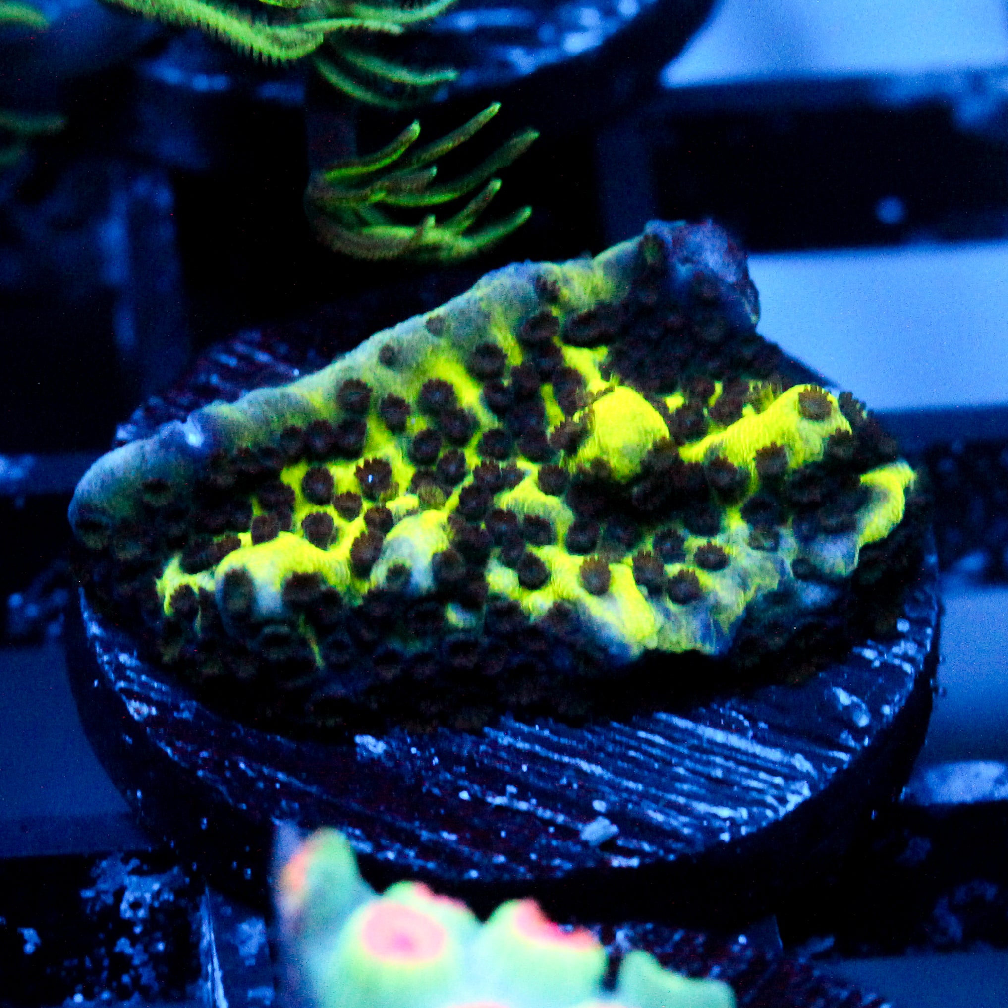 JC Montipora Confusa