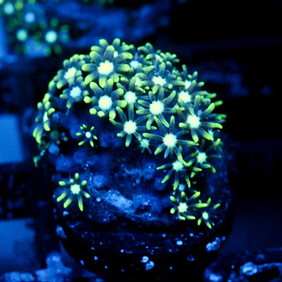 JC Star Polyp