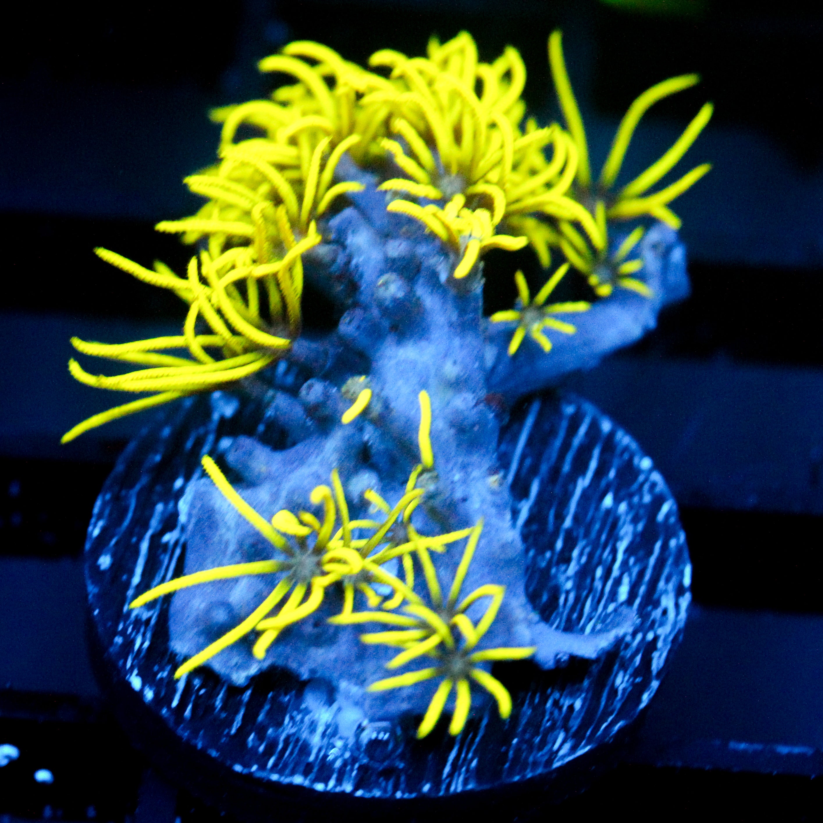 JC Lime Wire Gsp