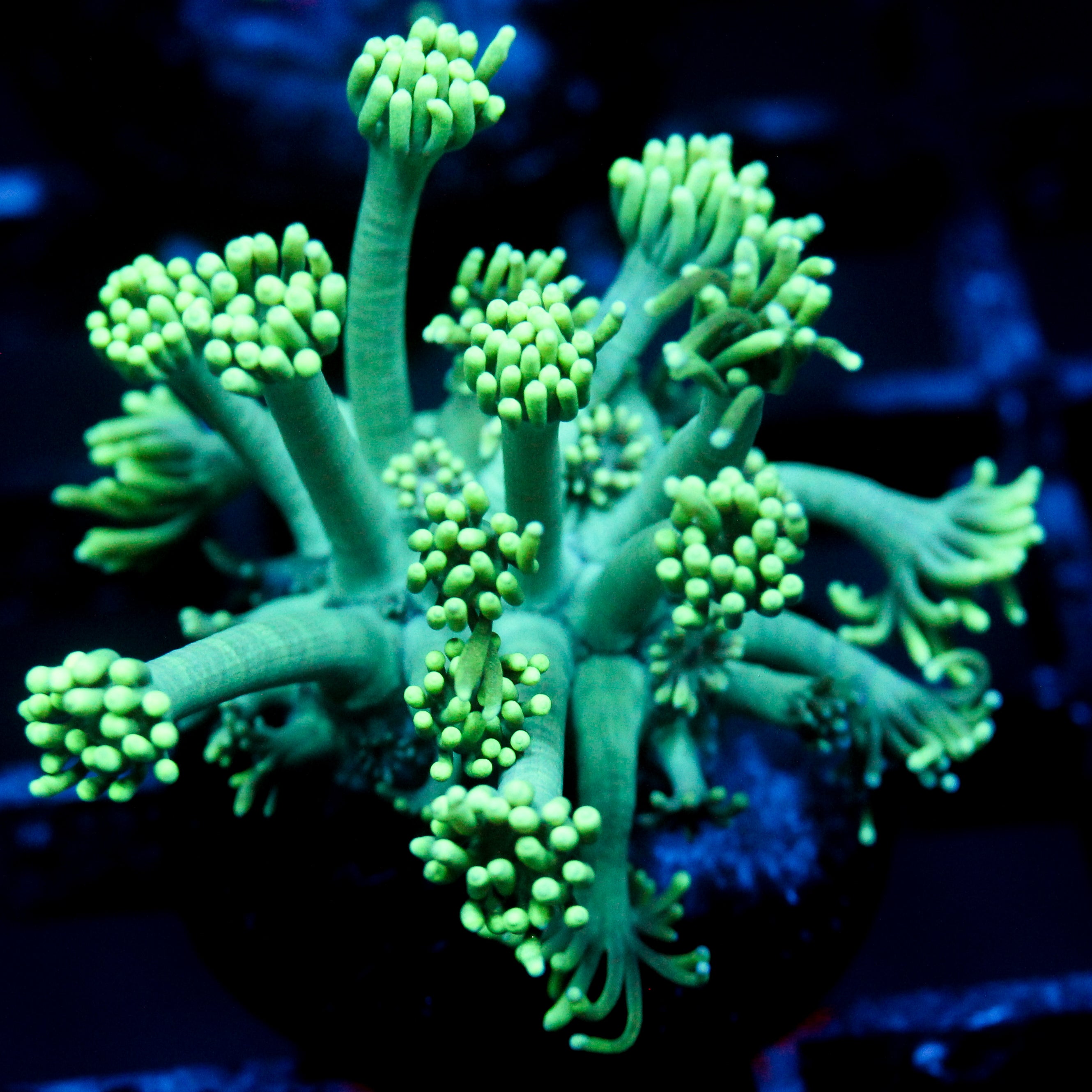 JC Sea Grapes Goni (last one)