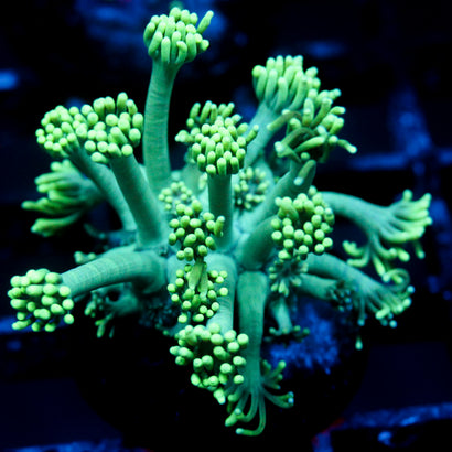 JC Sea Grapes Goni (last one)