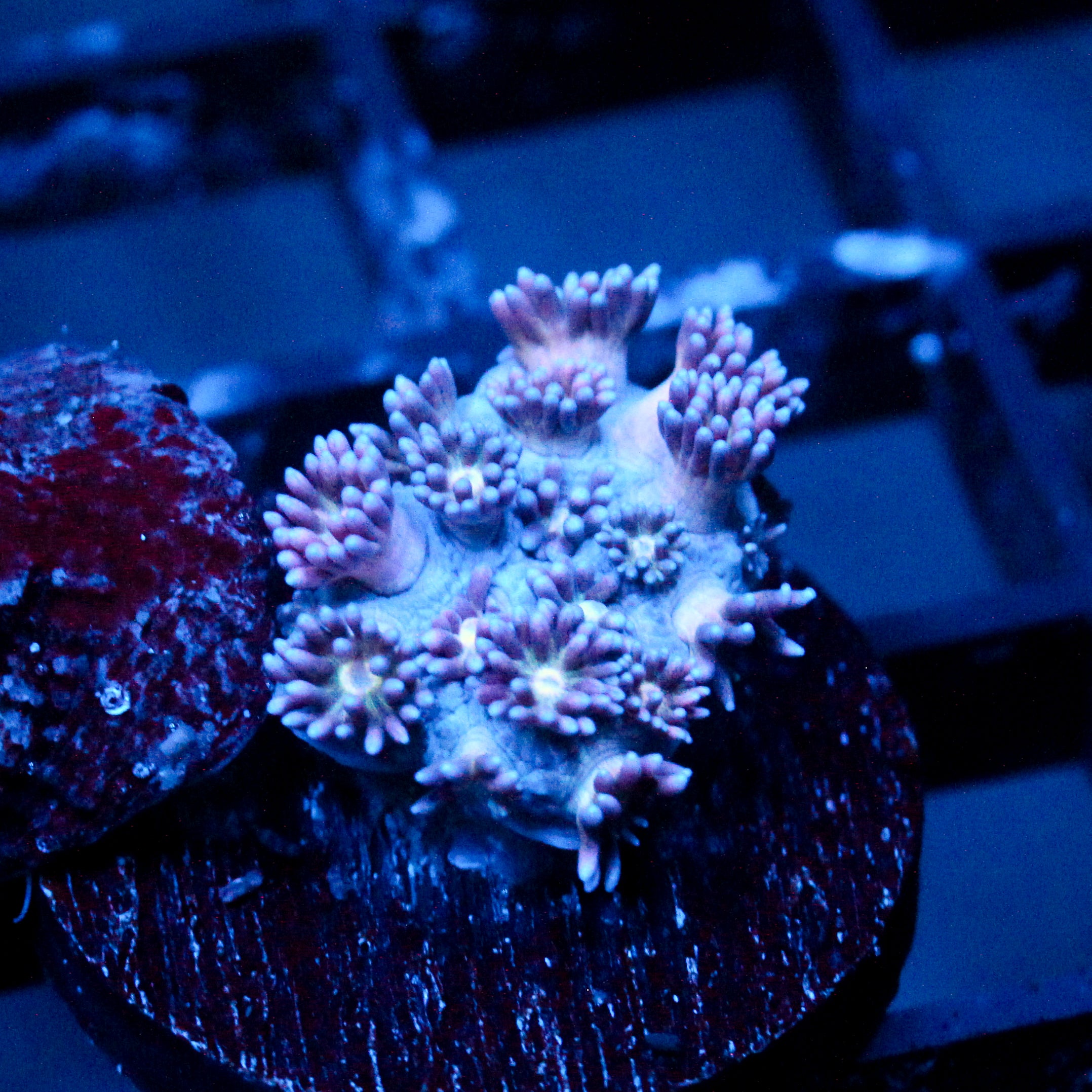 JC Blue Berries Goni