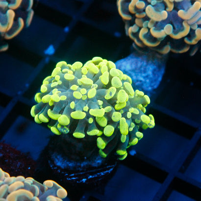 JC Neon Green Splatter Hammer