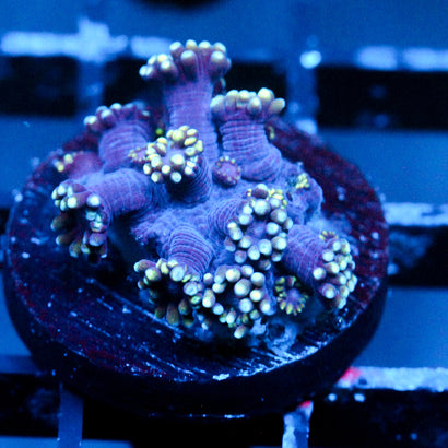 JC Tentacool Goni