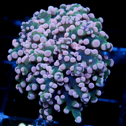 JC Pink Tip Octo