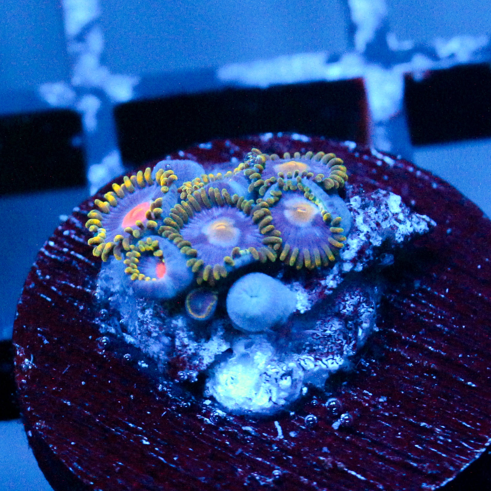 JC Gold Burn + Burst Zoanthid Mix