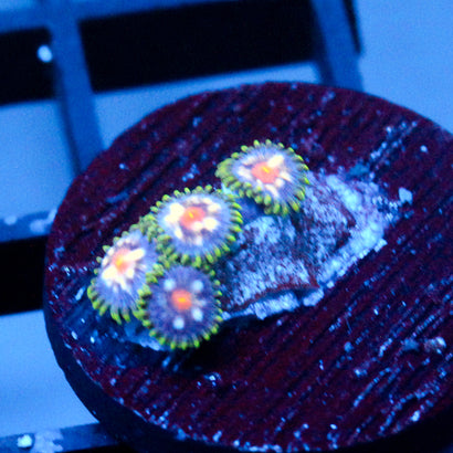 Jason Fox Stargazer Zoanthids