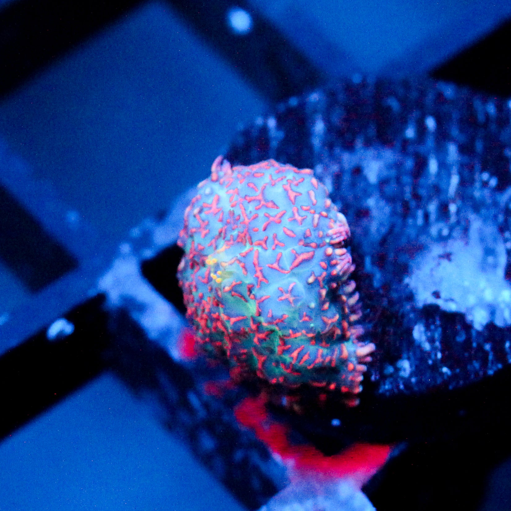 JC Superman Rhodactis Mushroom
