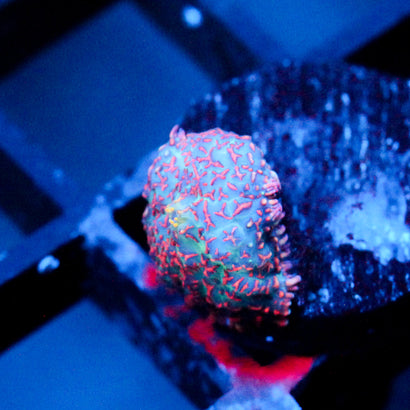JC Superman Rhodactis Mushroom