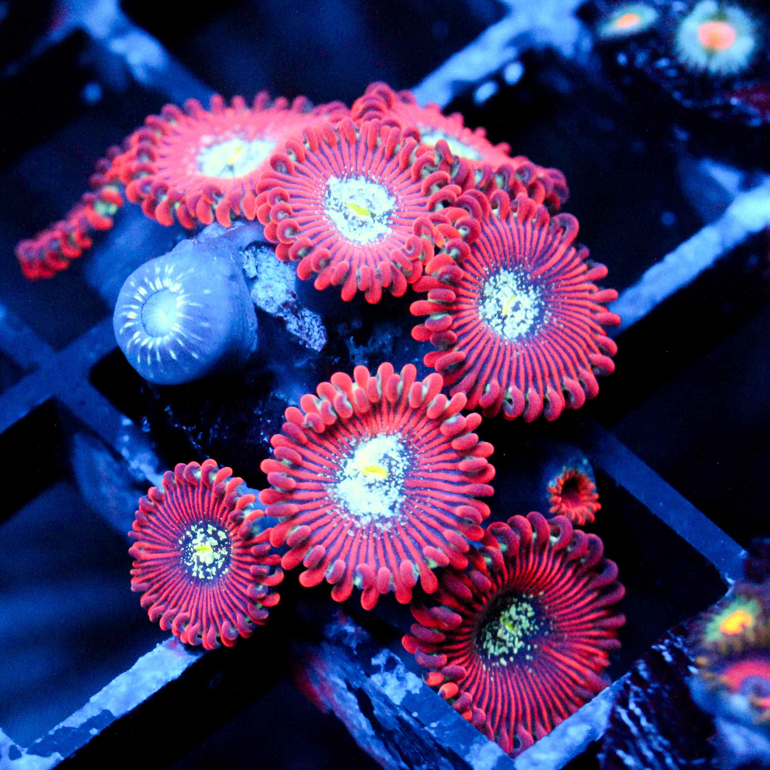 JC Magician's Zoanthid