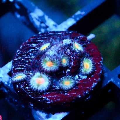 JC Blue Raven Zoanthid