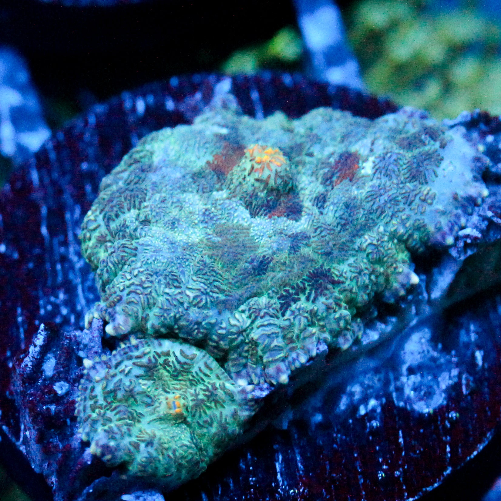 JC Gold Gobbler Rhodactis