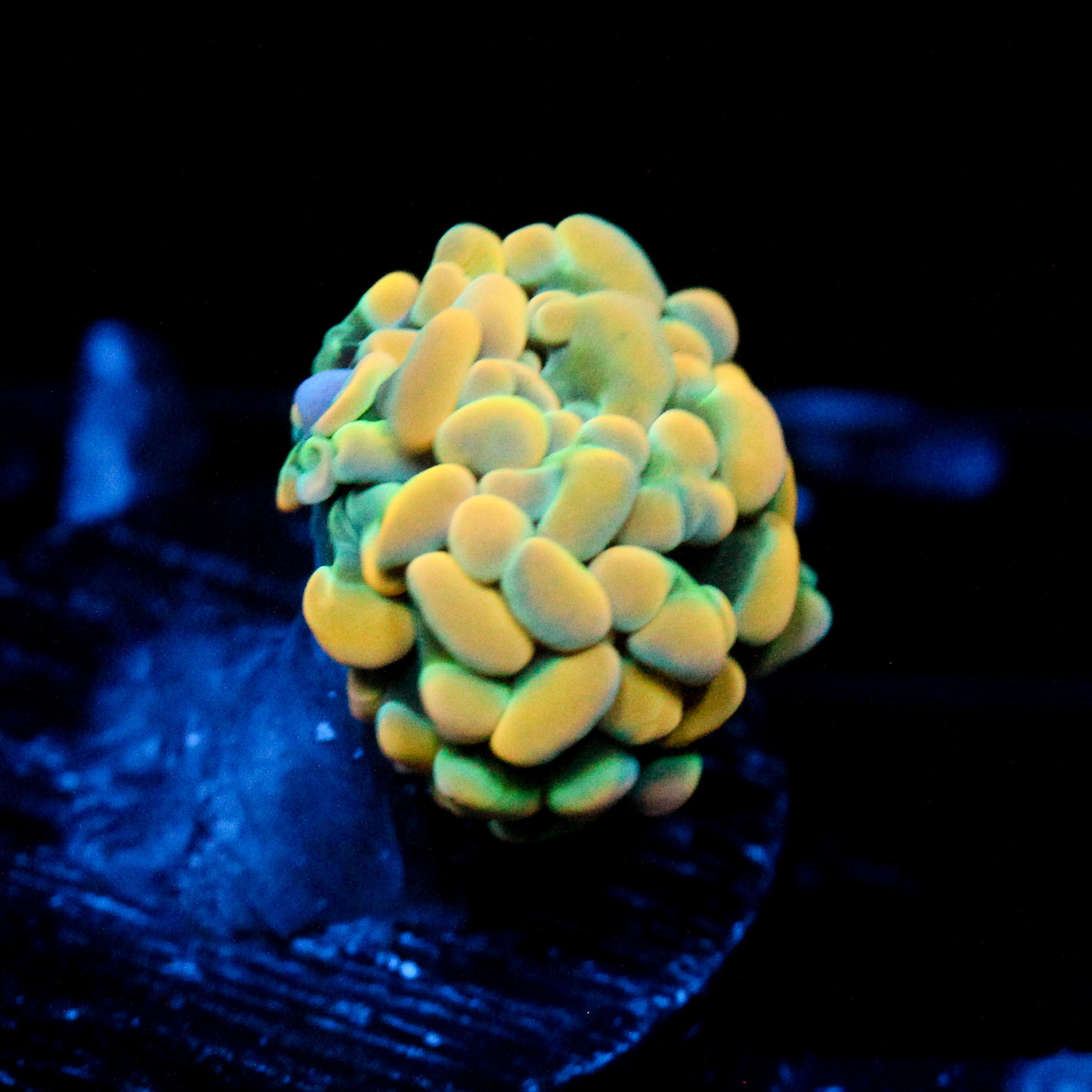 JC Rainbow Gold Hammer