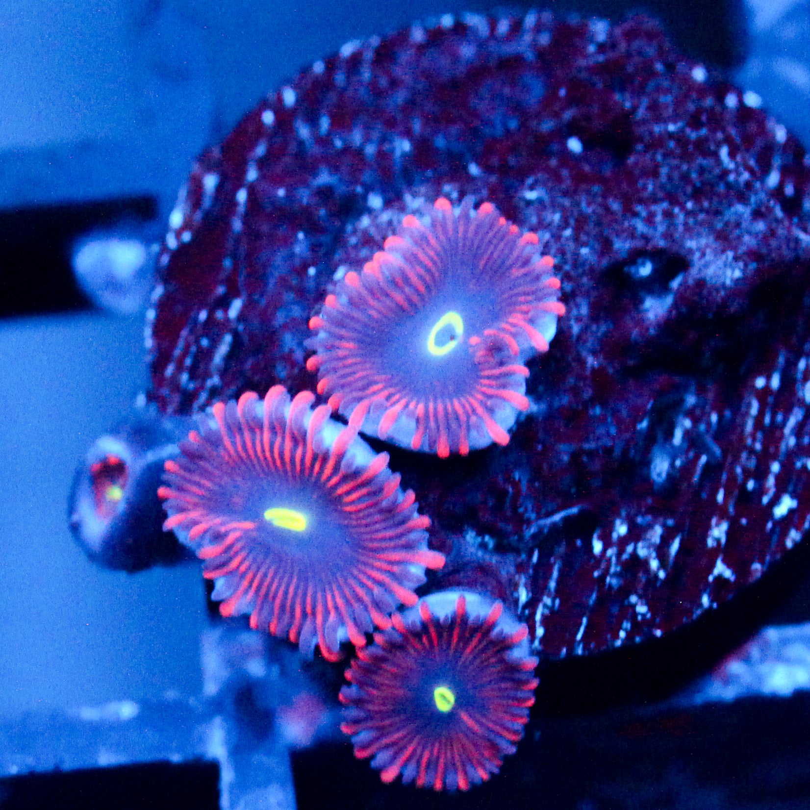 JC Purple People Eater Zoanthid