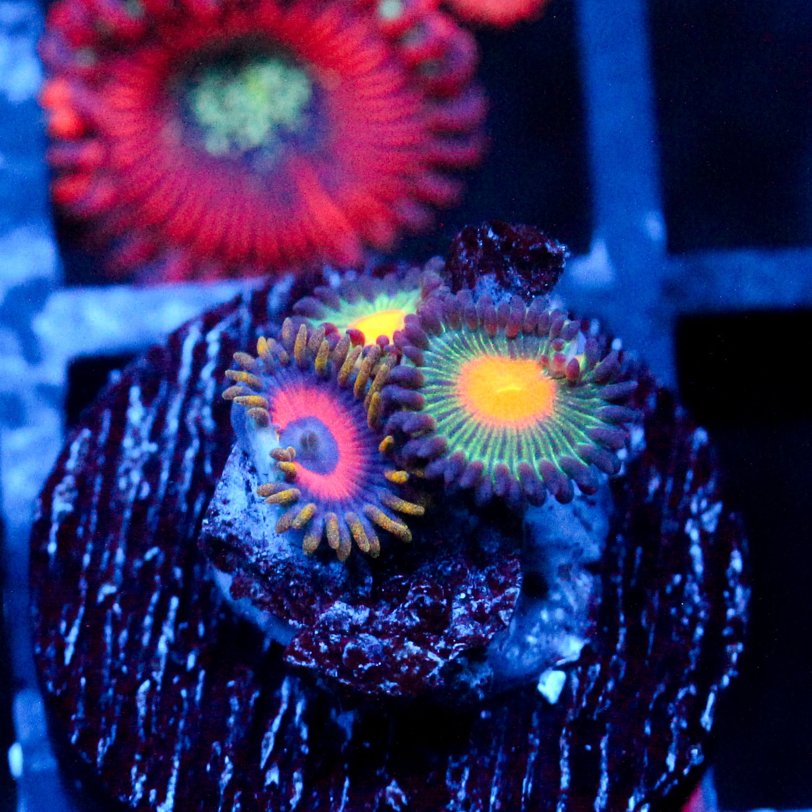JC Empire Zoanthid+ Alien Blood Zoanthid