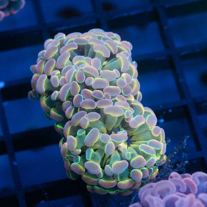 JC Ultra Hologram Hammer