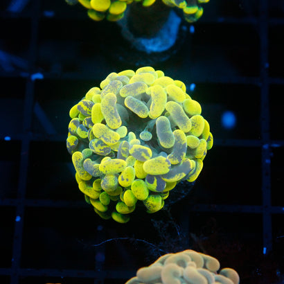 JC Yellow Splatter Hammer