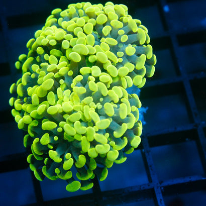 JC Neon Green Hammer Mini Colony