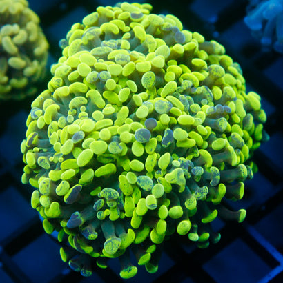 JC Neon Green Splatter Hammer Colony