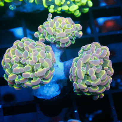 JC Ultra Hologram Hammer Mini Colony